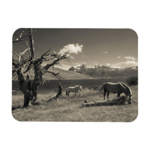 Imán Paisaje con caballos