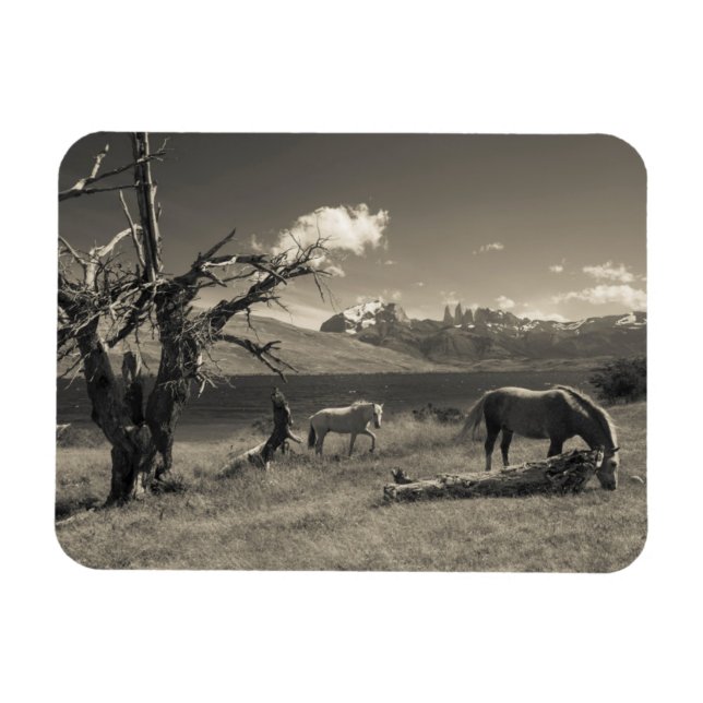 Imán Paisaje con caballos (Horizontal)
