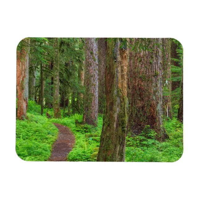 Imán Paisaje de bosque maduro (Horizontal)