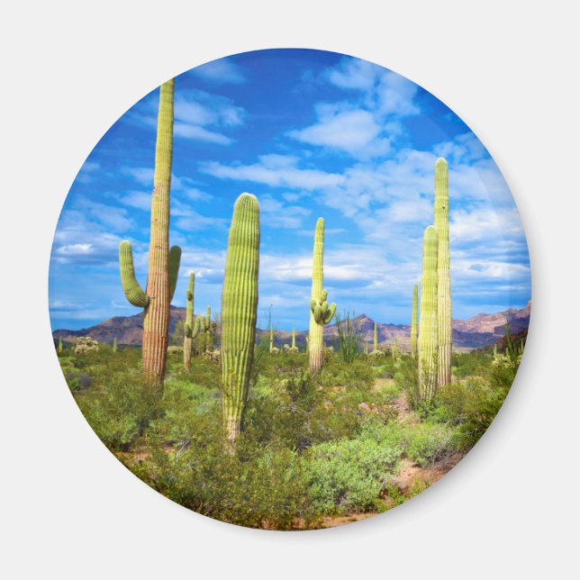 Imán Paisaje de cactus del desierto, Arizona (Frente)
