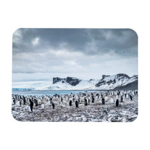 Imán Paisaje de la colonia del pingüino de Chinstrap