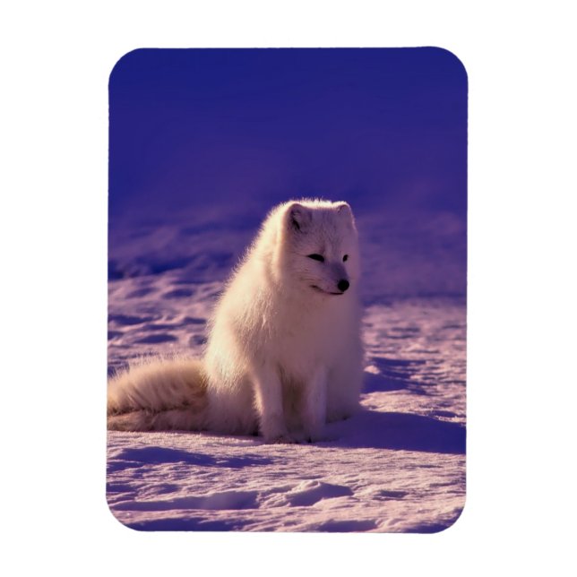 Imán Paisaje de nieve en invierno de Fox Ártica (Vertical)
