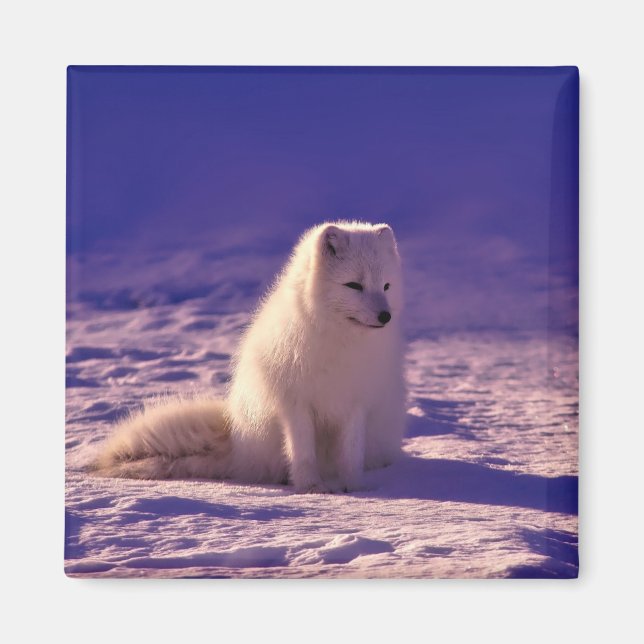 Imán Paisaje de nieve en invierno de Fox Ártica (Frente)