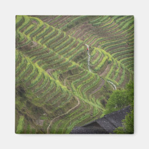 Imán Paisaje de terrazas de arroz en la montaña,