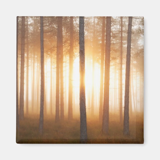Imán Paisaje del bosque de pinos (Frente)