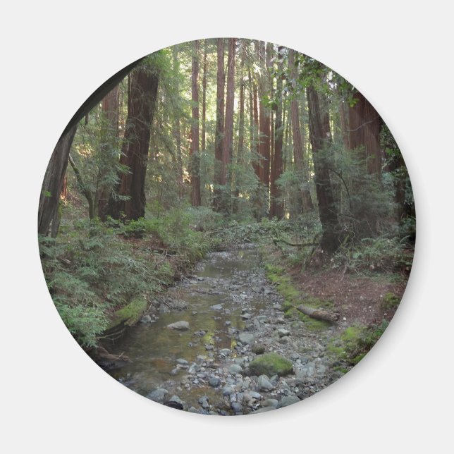 Imán Paisaje forestal del arroyo de Muir Woods (Frente)
