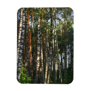 Imán Paisaje natural Paisaje Paisaje Bosque Árboles de 