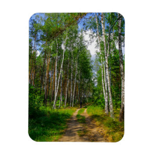 Imán Paisaje natural Paisaje paisaje Bosque Birch Bielo