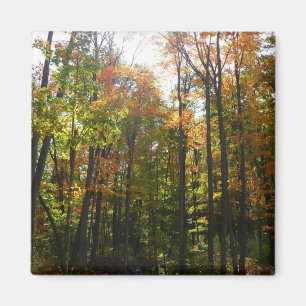 Imán Paisaje otoñal del bosque de otoño iluminado por e