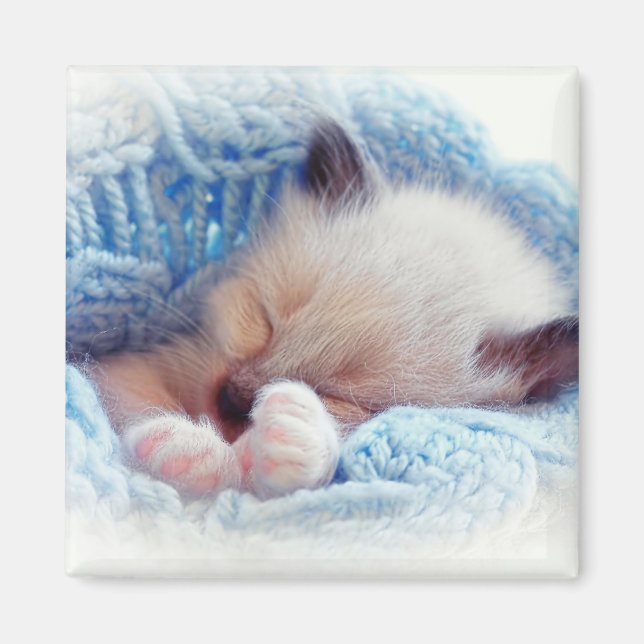 Imán Paisajes Siameses de gatito durmiendo (Frente)