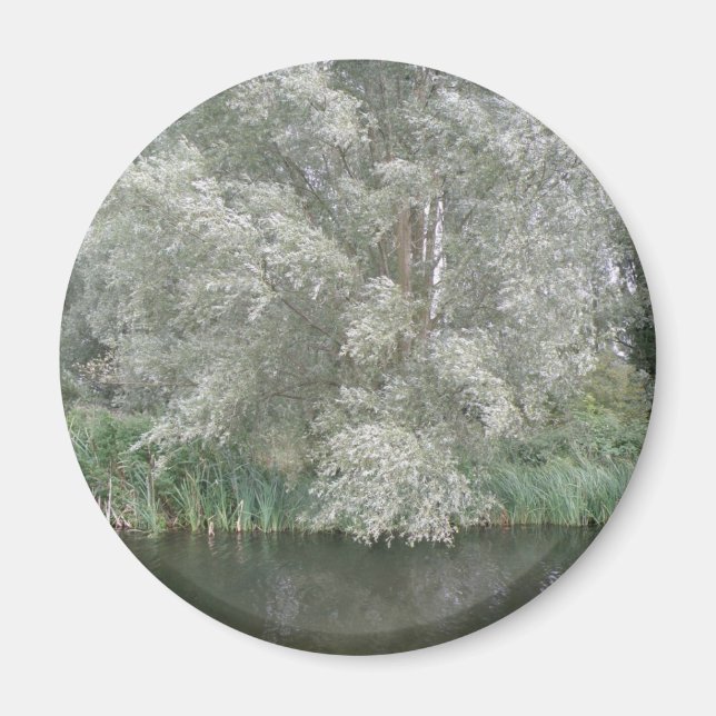 Imán paisajístico de árboles blancos y ríos (Frente)