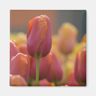 Imán Países Bajos aka Holanda), Lisse. Keukenhof 6