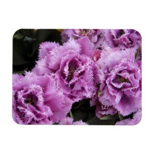 Imán Países Bajos (alias Holanda), Lisse. Keukenhof 2