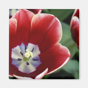 Imán Países Bajos (alias Holanda), Lisse. Keukenhof 3