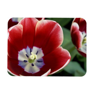 Imán Países Bajos (alias Holanda), Lisse. Keukenhof 3