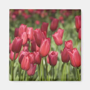 Imán Países Bajos (alias Holanda), Lisse. Keukenhof 4