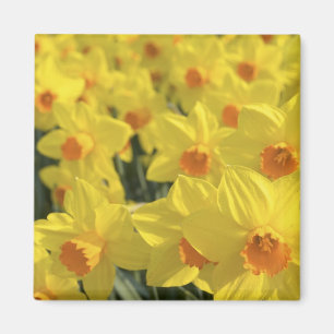 Imán Países Bajos, Holanda, Lisse, Jardines Keukenhof,