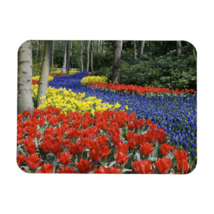 Imán Países Bajos, Holanda, Lisse, Jardines Keukenhof