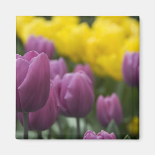 Imán Países Bajos (Holanda), Lisse. Keukenhof 10