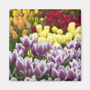 Imán Países Bajos (Holanda), Lisse. Keukenhof 3