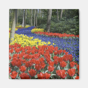 Imán Países Bajos, Holanda, Lisse, Keukenhof Gardens