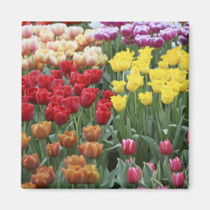 Imán Países Bajos, Jardines de Keukenhoff, tulipanes.