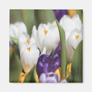 Imán Países Bajos, Jardines Keukenhoff, Tulipanes.