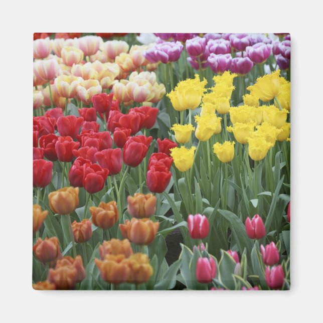 Imán Países Bajos, Jardines Keukenhoff, tulipanes. (Frente)