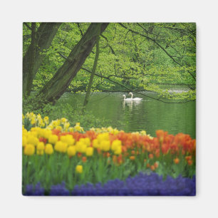 Imán Países Bajos, Lisse. Cisnes blancos en estanque en
