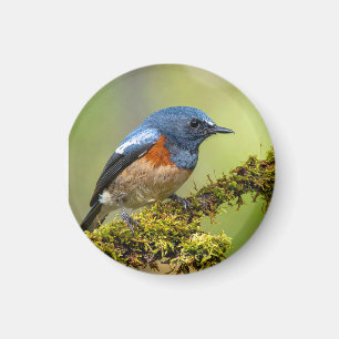 Imán Pajarito azul