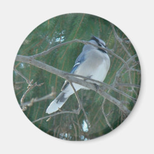 Imán Pajarito de Jay Azul (Cyanocitta cristata)