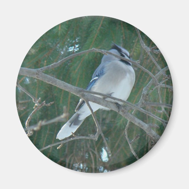 Imán Pajarito de Jay Azul (Cyanocitta cristata) (Frente)