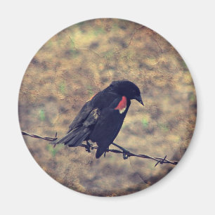 Imán Pajarito rojo en alambre de púas