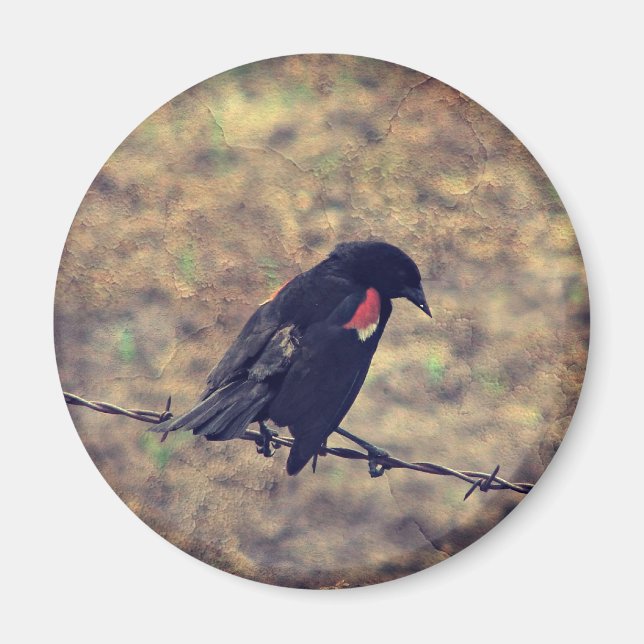 Imán Pajarito rojo en alambre de púas (Frente)