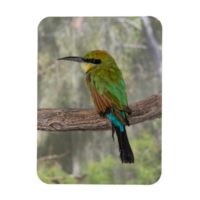 Imán Pájaro abejaruco arcoíris, Australia (Vertical)