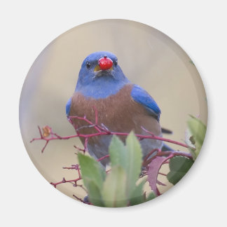 Imán Pájaro azul con Berry
