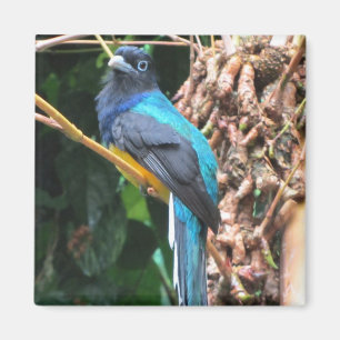 Imán Pájaro Azul de Cola Larga