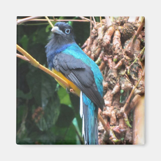 Imán Pájaro Azul de Cola Larga (Frente)