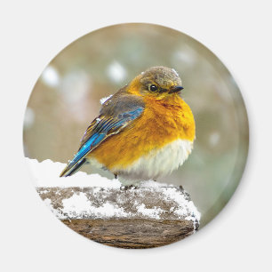 Imán Pájaro azul oriental en nieve - Fotografía origina