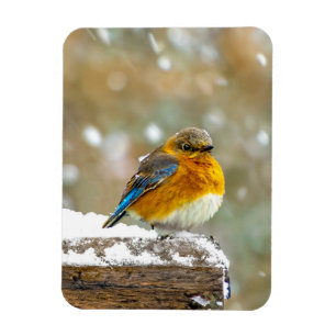 Imán Pájaro azul oriental en nieve - Fotografía origina