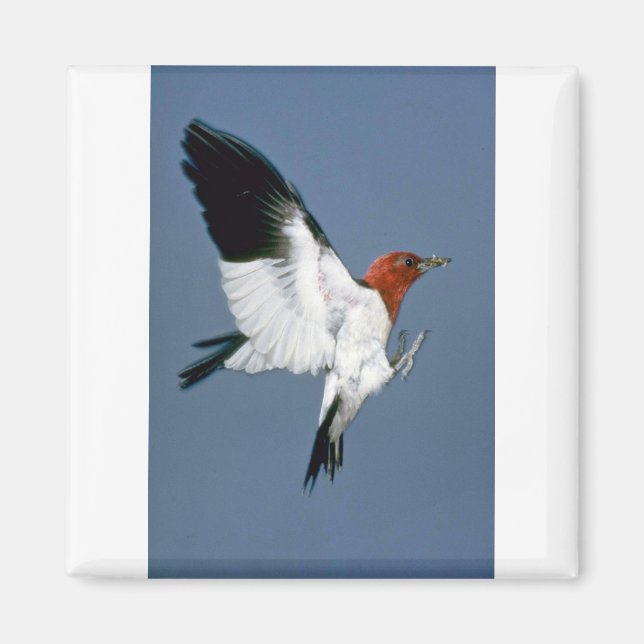 Imán Pájaro carpintero de cabeza roja en vuelo (Frente)