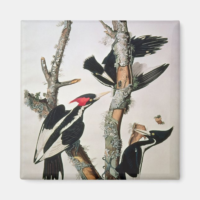 Imán Pájaro carpintero de marfil, de 'Birds of America' (Frente)