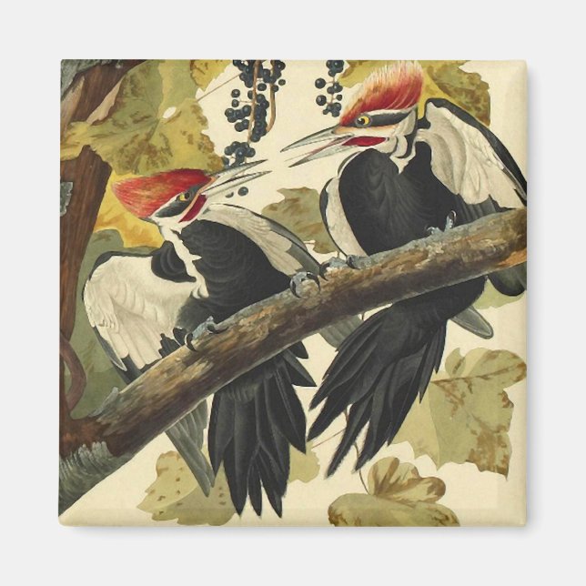Imán Pájaro carpintero perpendicular, John James Audubo (Frente)