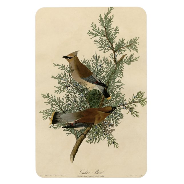 Imán Pájaro cedro, pájaros auduónicos cedrales de Améri (Vertical)