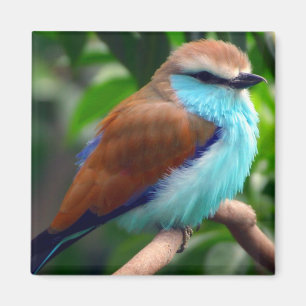Imán Pájaro colorido