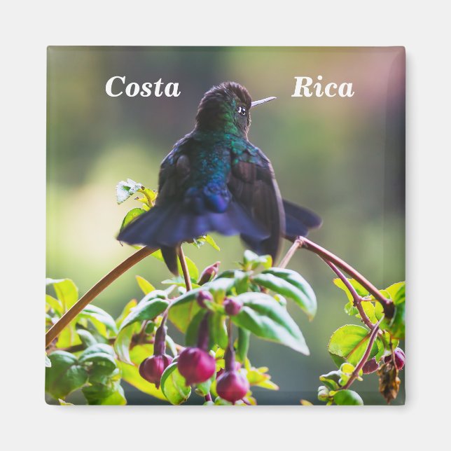 Imán Pájaro costarricense - Hummingbird (Frente)