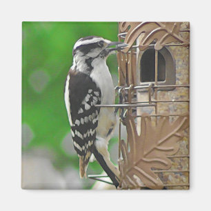 Imán Pájaro de carpintero lindo en la casa de pájaros