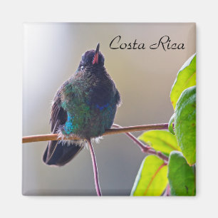 Imán Pájaro de Costa Rica - Colibrí de garganta ígnea