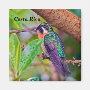 Imán Pájaro de Costa Rica - Colibrí de garganta ígnea