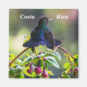 Imán Pájaro de Costa Rica - Colibrí de garganta ígnea